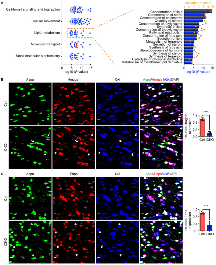 Figure 5—figure supplement 1.