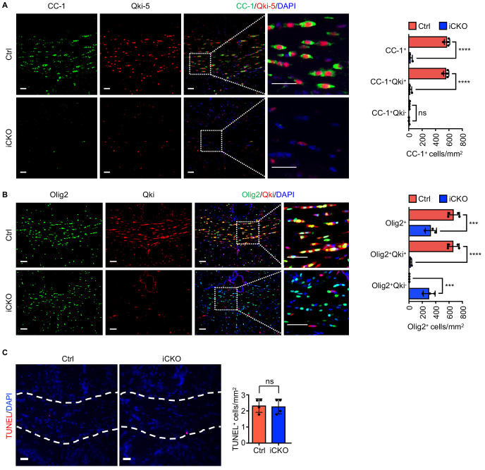 Figure 2—figure supplement 1.