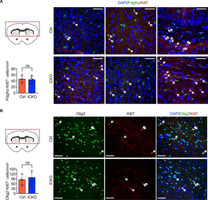 Figure 4—figure supplement 2.