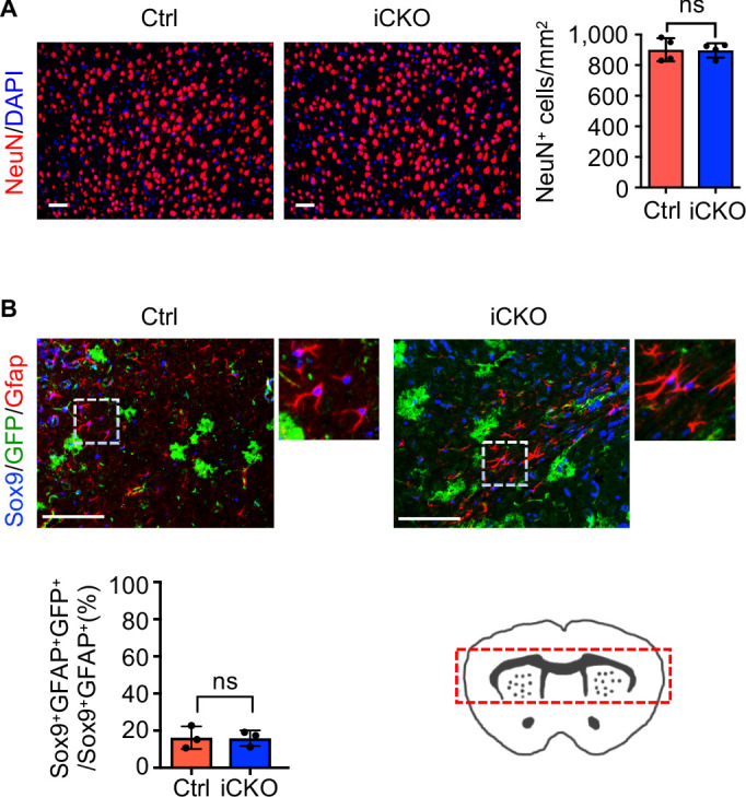 Figure 2—figure supplement 2.