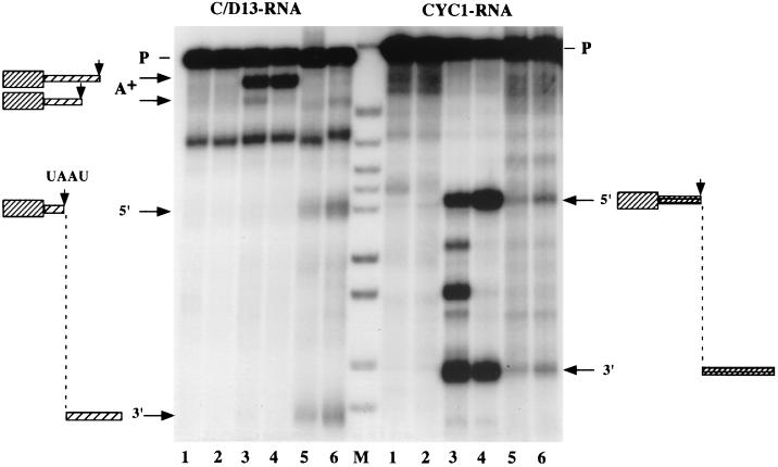 FIG. 8.