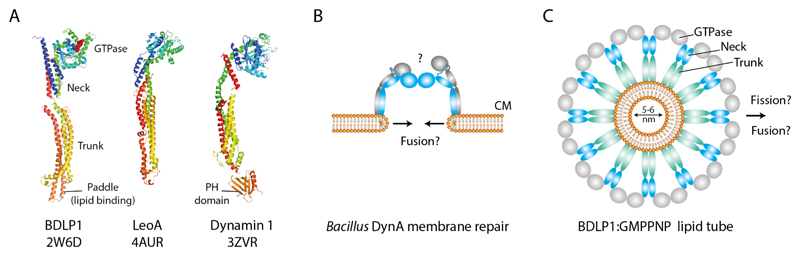 Fig. 4