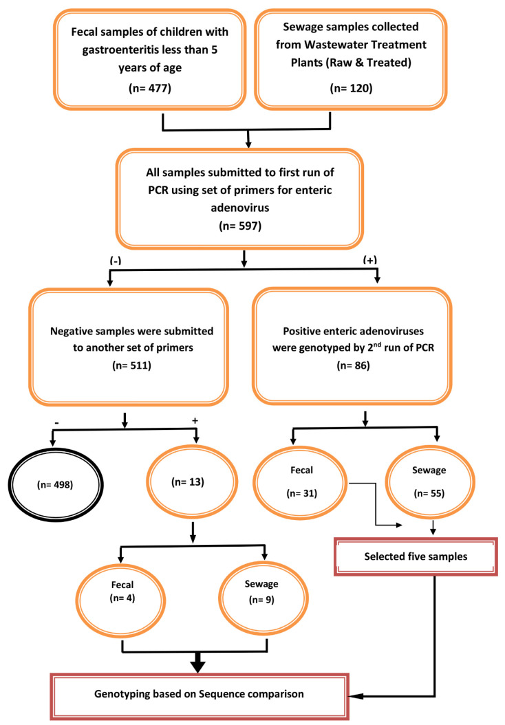 Isolation And Genotyping Of Adenoviruses From Wastewater And Diarrheal 