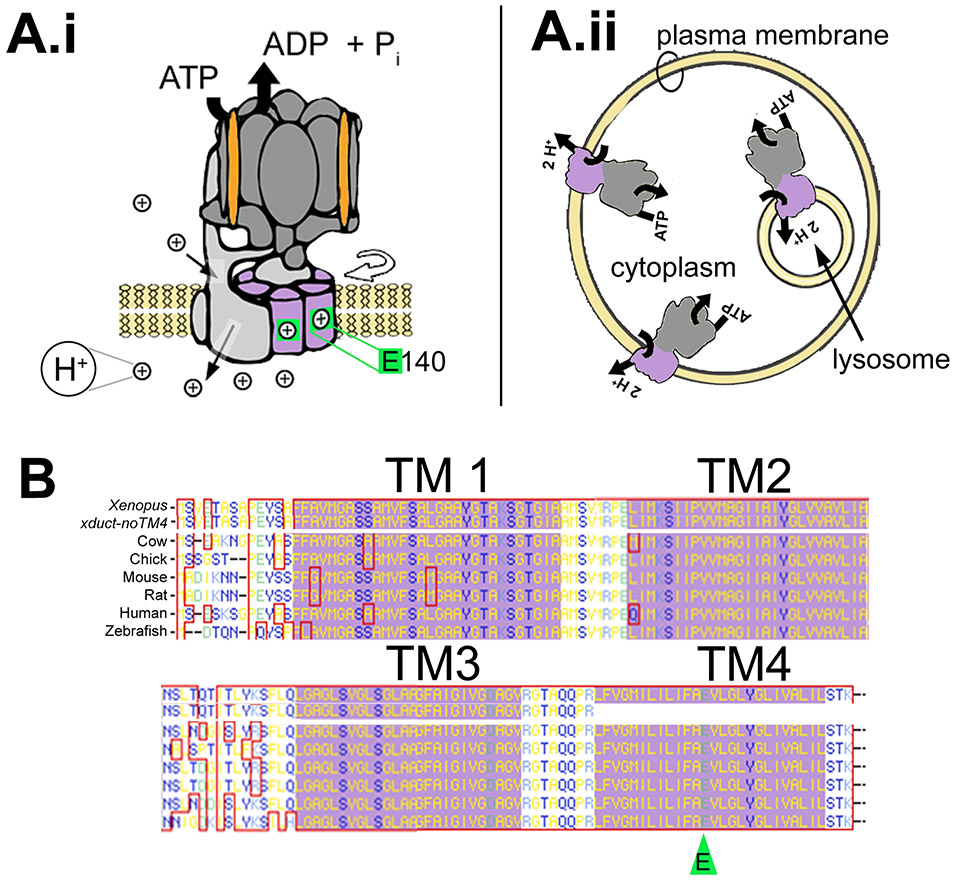 Figure 1: