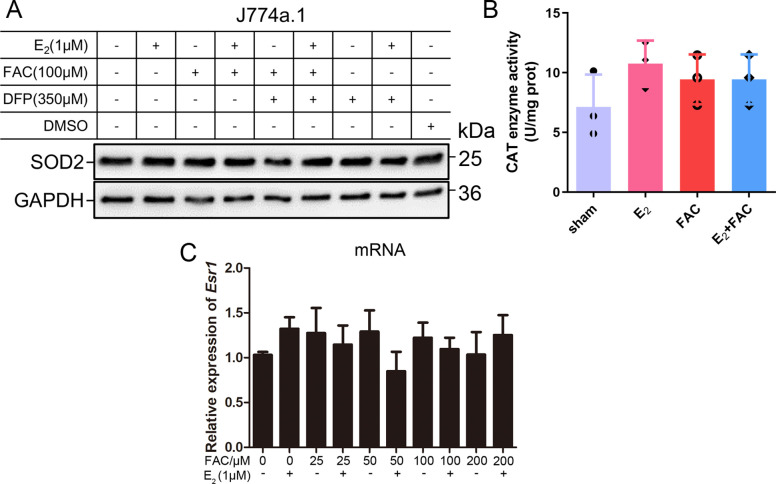 Figure 5—figure supplement 1.