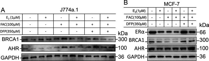 Figure 5—figure supplement 2.