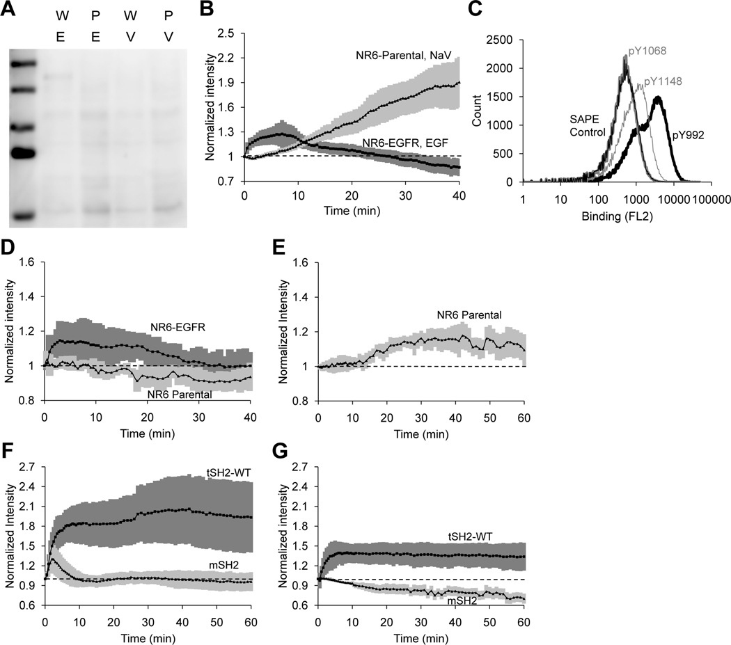 Fig 2.