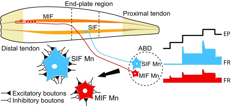 Fig. 10.