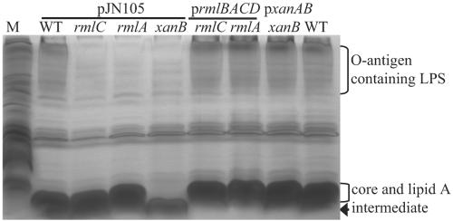 FIG. 2.