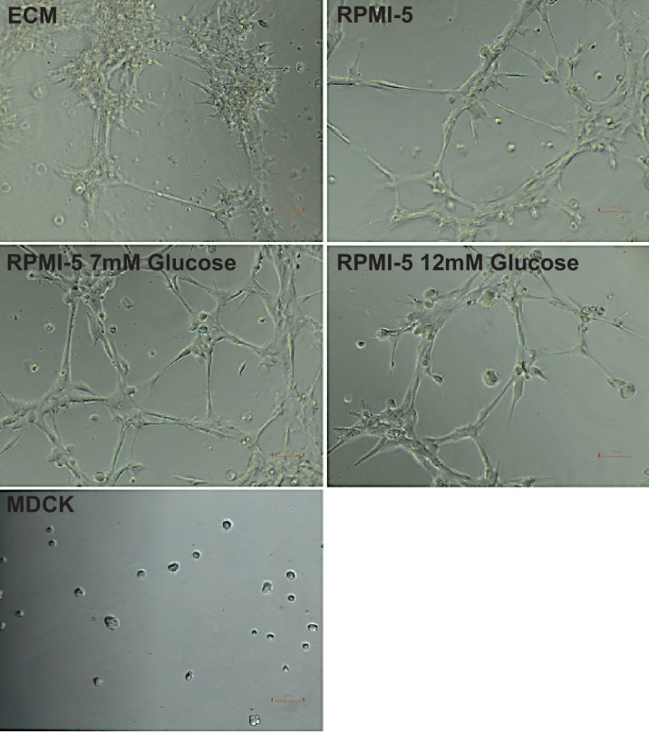 Figure 1—figure supplement 2.