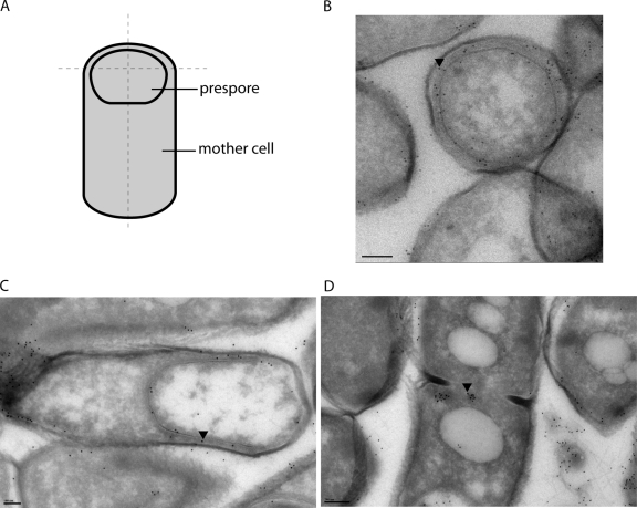 Fig. 9.