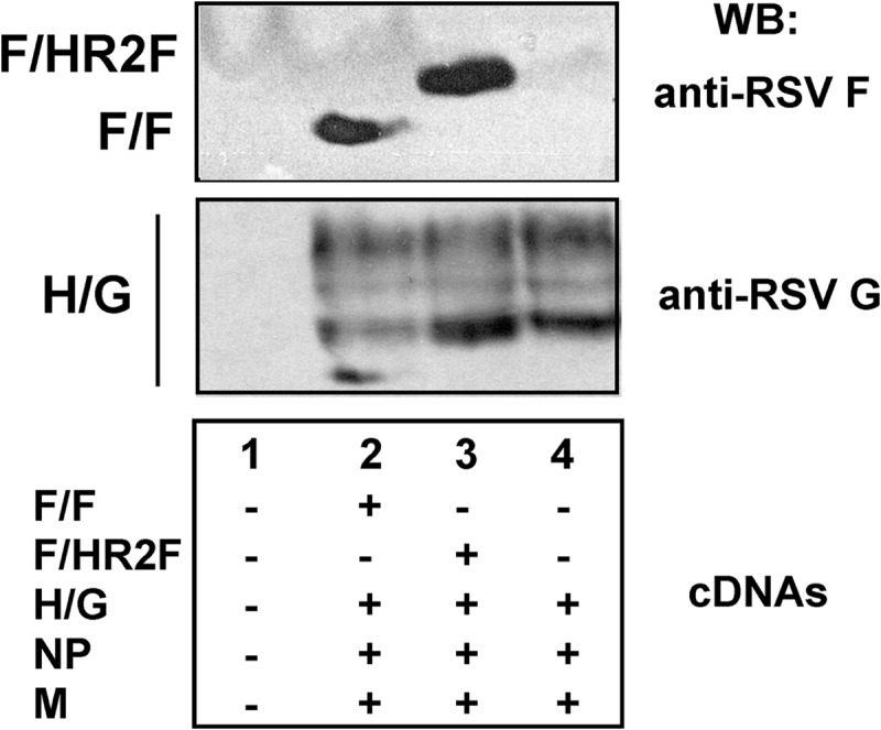 FIG 3