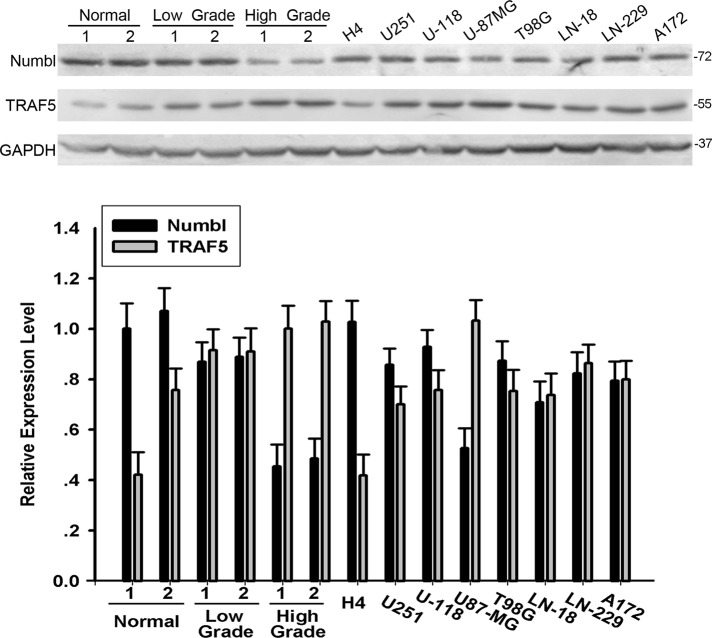 FIGURE 1: