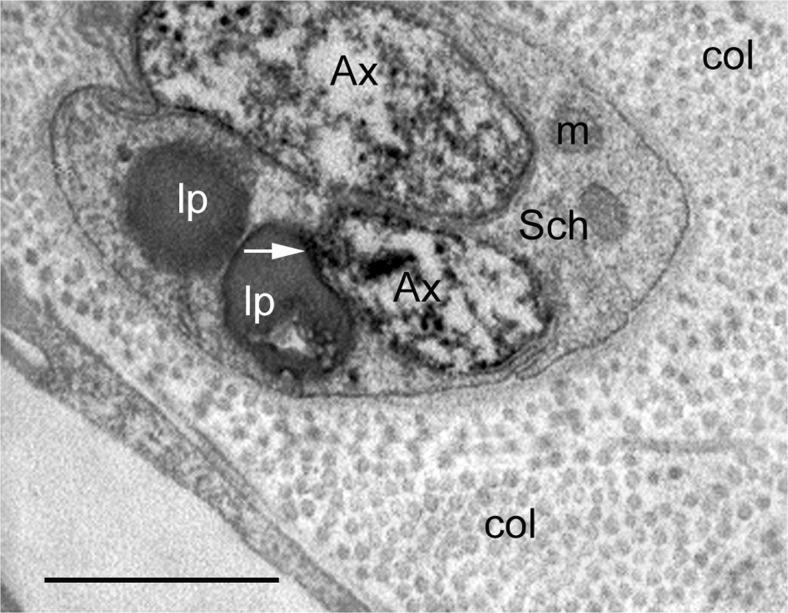 Fig. 6