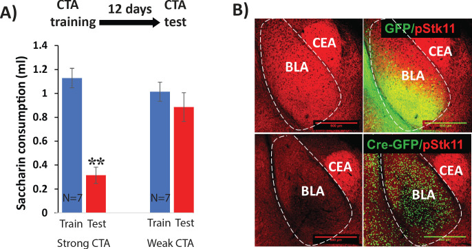 Figure 4—figure supplement 1.