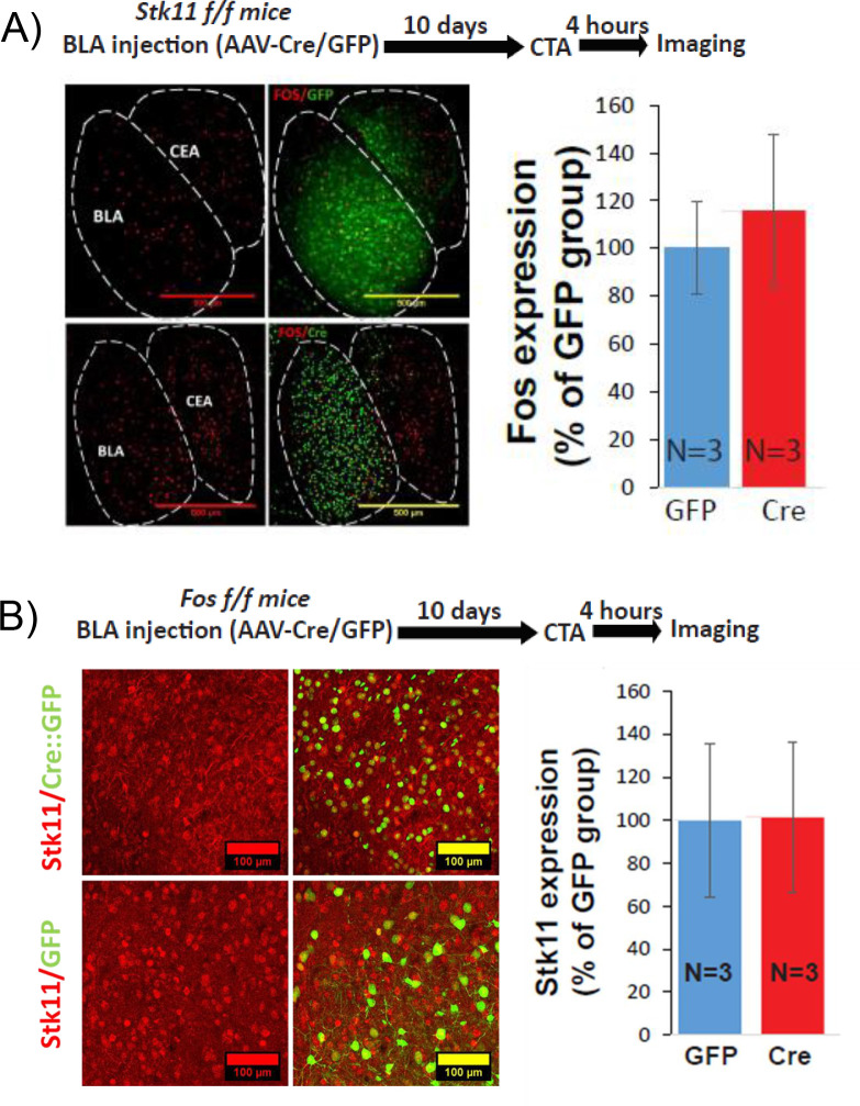 Figure 5—figure supplement 1.