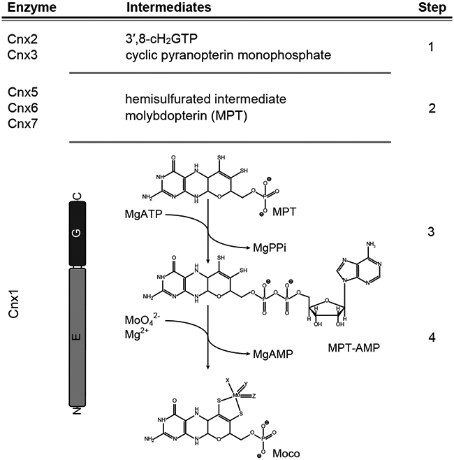 Figure 1: