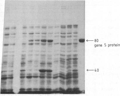 graphic file with name pnas00360-0072-a.jpg