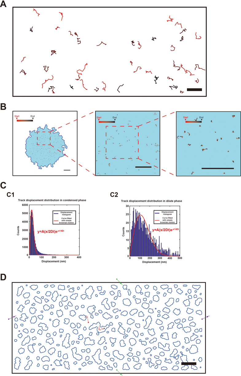 Figure 3—figure supplement 1.