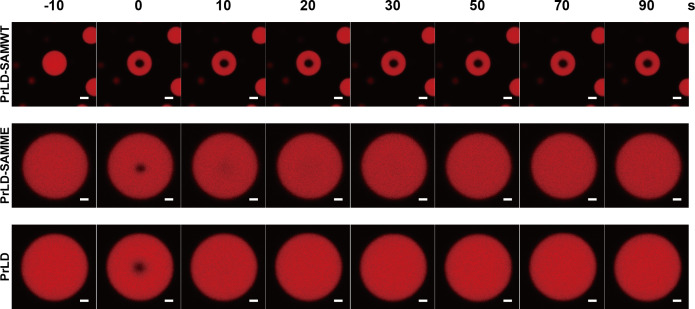 Figure 5—figure supplement 1.