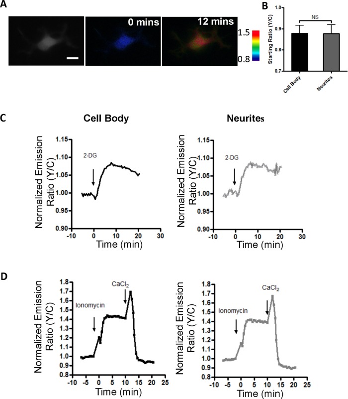 FIGURE 2: