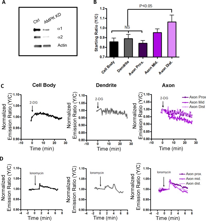 FIGURE 5: