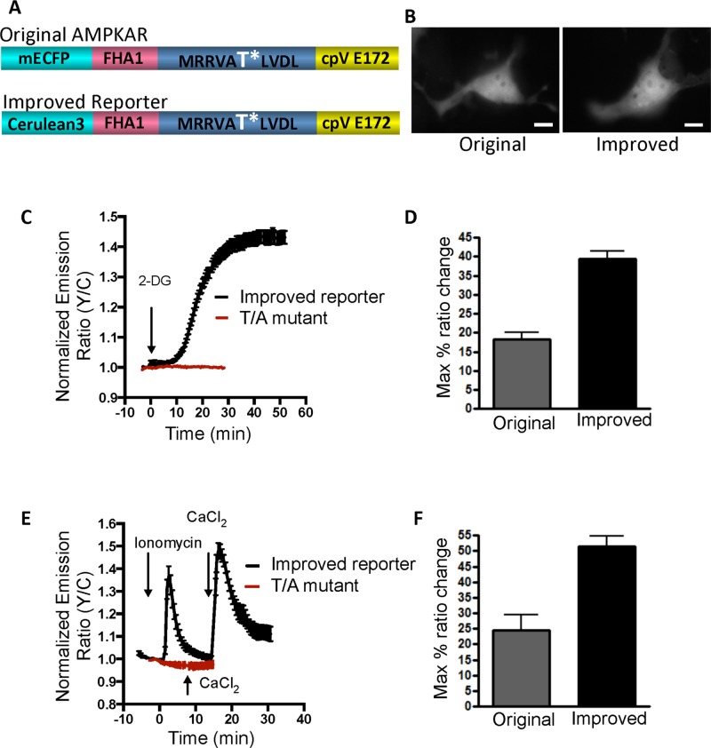 FIGURE 1: