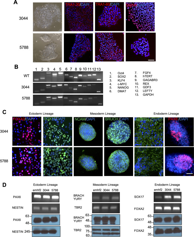 Figure 1—figure supplement 1.