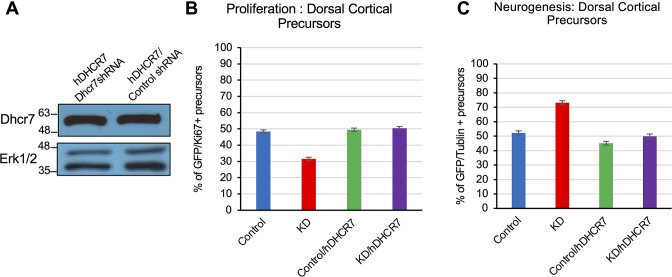 Figure 3—figure supplement 1.