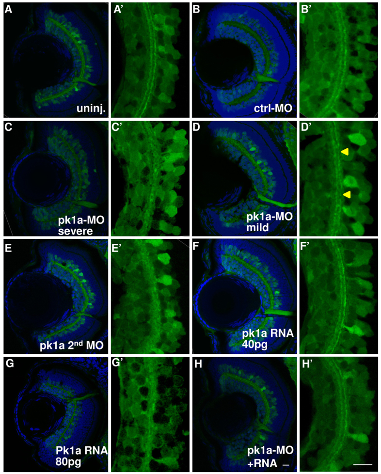 Fig. 4.