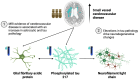 Graphical abstract