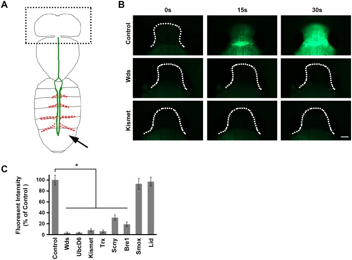 Figure 5.