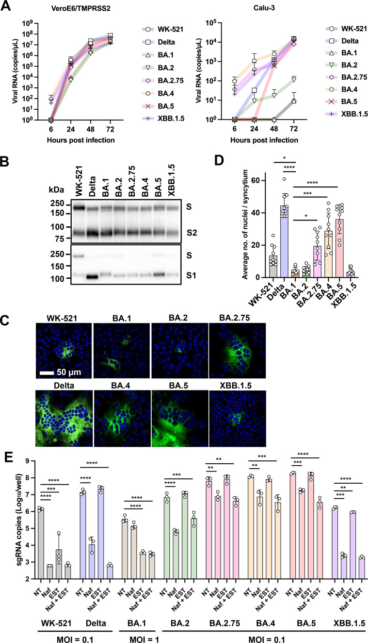 Shown are viral RNA copies over time in VeroE6/TMPRSS2 and Calu-3 cells for SARS-CoV-2 variants, Western blot depicting S protein bands, syncytium images for each variant, nucleus count per syncytium, and sgRNA levels under varied conditions.