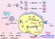 Image, graphical abstract