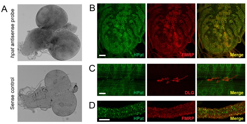 Fig. 2.