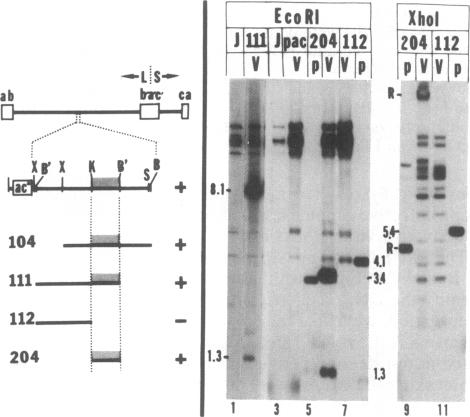 graphic file with name pnas00343-0070-a.jpg