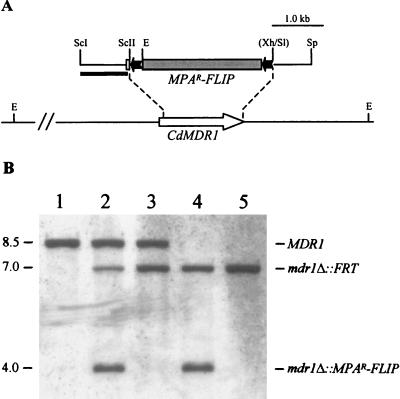 FIG. 1