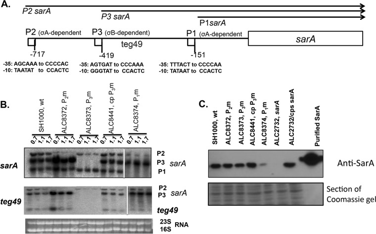 FIG 1