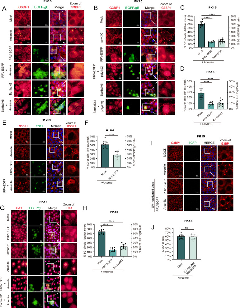 Fluorescence microscopy images and quantifications of G3BP1 and TIA1 stress granule formation in PK15 and H1299 cells under different conditions. Statistical analysis indicates significant differences in stress granule formation.