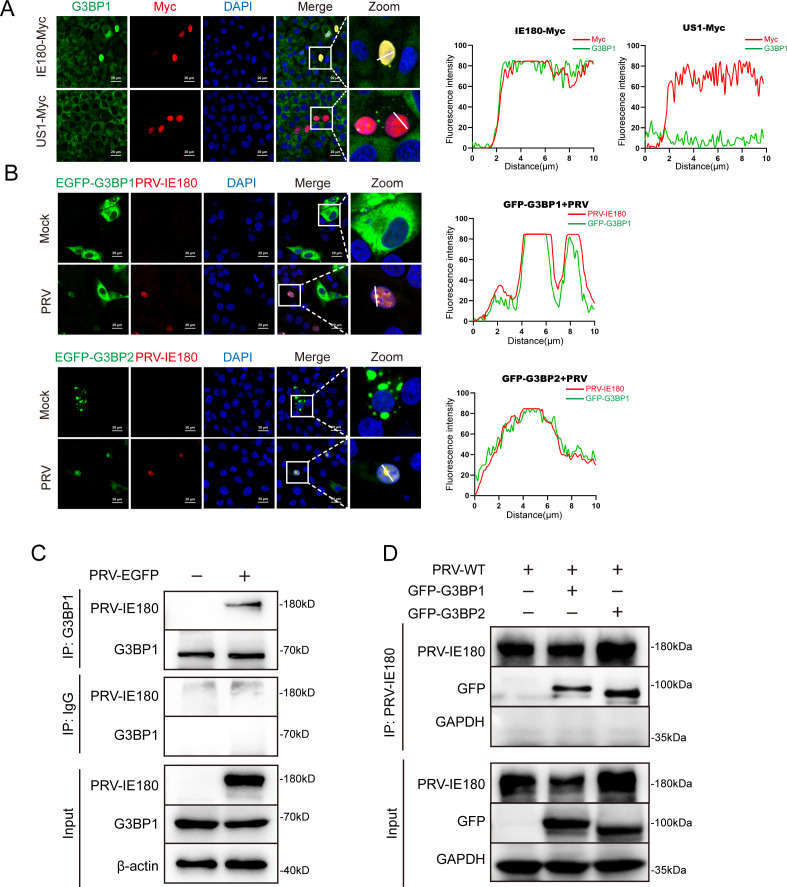 Myc-tagged proteins and stress granules depict colocalization differences. PRV-IE180 interacts with GFP-G3BP1/2 in infected cells. Fluorescence intensity plots confirm colocalization. IP assays validate interactions between PRV-IE180 and G3BP1/2.