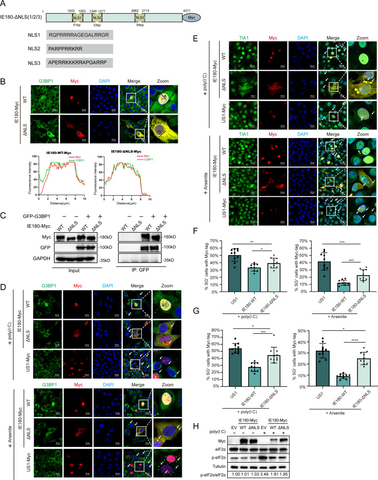 Co-IP confirms interactions between GFP-G3BP1 and Myc-IE180 WT or ΔNLS. Fluorescence microscopy plots Myc-IE180 colocalization with stress granules. Quantification reveals reduced SG formation with ΔNLS. Western blot shows eIF2α phosphorylation changes.