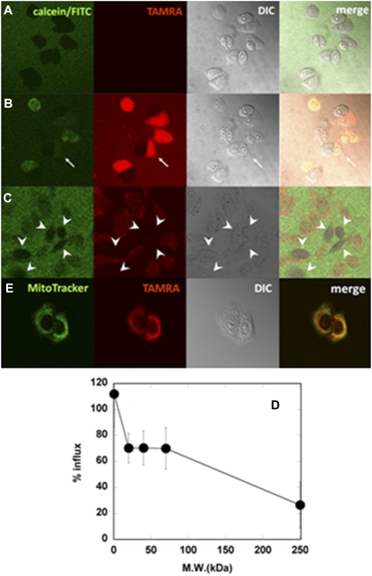 FIGURE 2