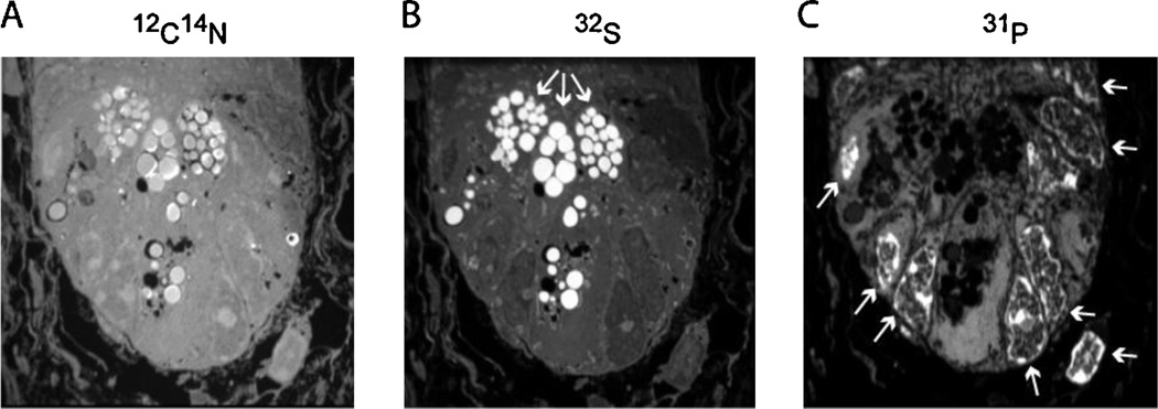 Fig. 4