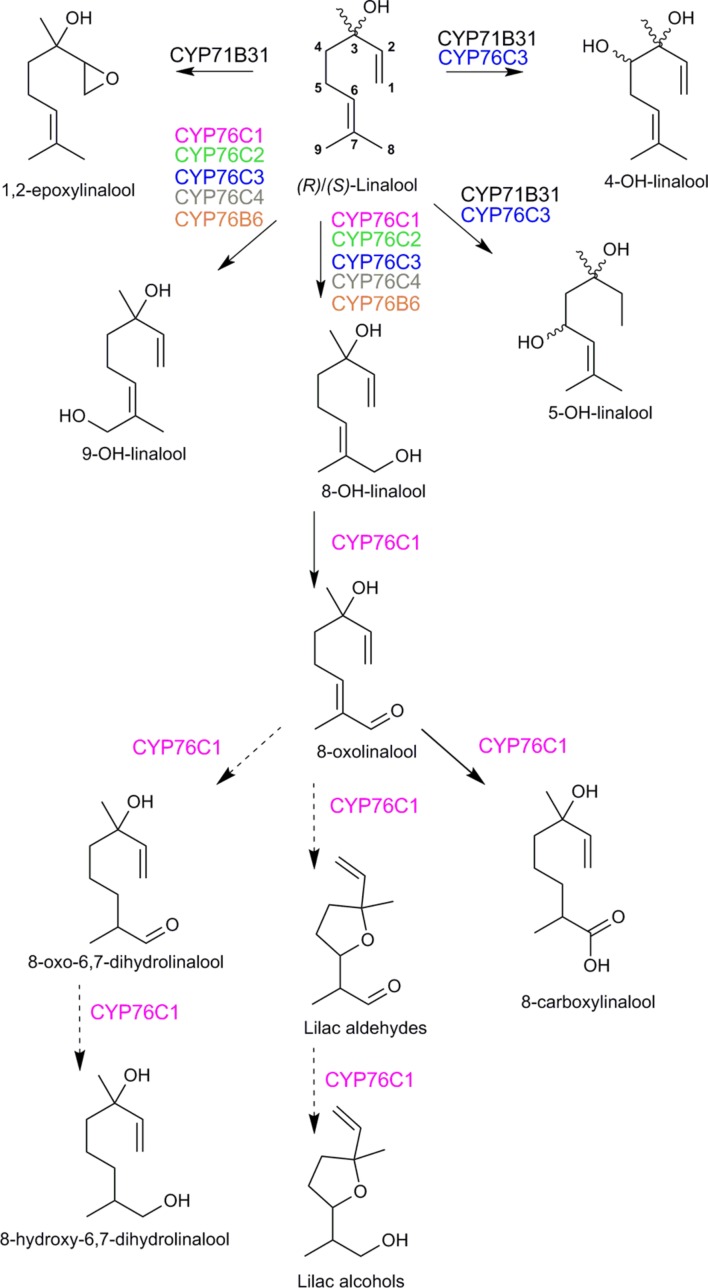 FIGURE 6