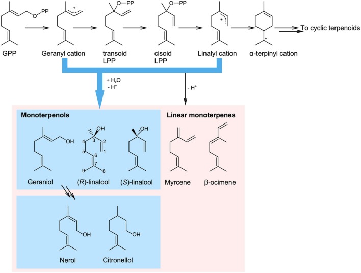 FIGURE 1