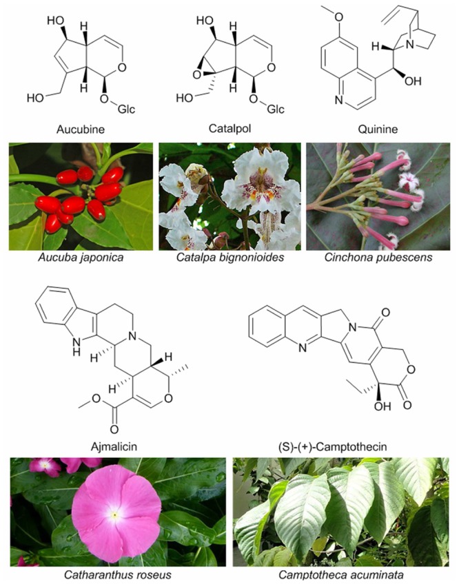 FIGURE 3