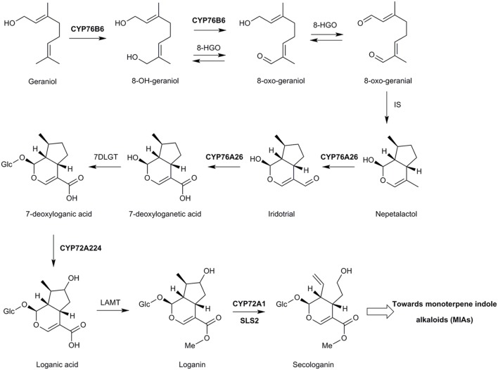 FIGURE 5