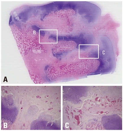 Fig. 8