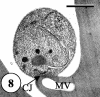 FIG. 8.