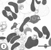 FIG. 2.